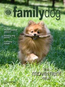 AKC Family Dog - 07/08 2026
