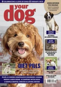 Your Dog - 02.2026