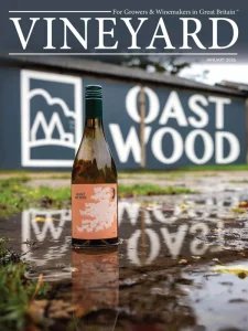 Vineyard - 01.2026