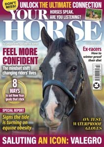Your Horse - 02.2026