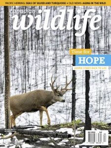 Canadian Wildlife - 03/04 2025