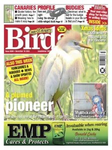 Cage & Aviary Birds - 19.11.2025