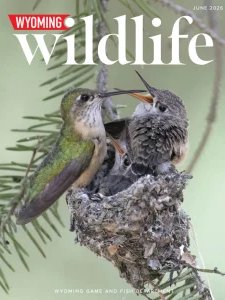 Wyoming Wildlife - 06.2026