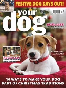 Your Dog - 12.2025